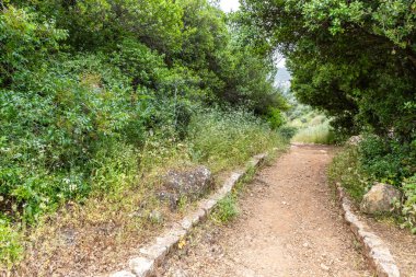 Yeşil ormandan geçerek İsrail 'in kuzeyindeki Tzalmon nehrine giden iyi bir patika.
