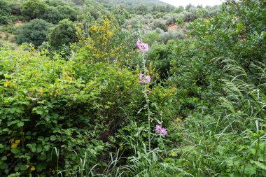 İsrail 'in kuzeyindeki hiç kurumayan sığ Tzalmon deresinin kıyısındaki yemyeşil çimlerin ortasında uzun Mallow çiçek açıyor.