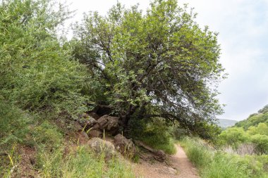 İsrail 'in kuzeyindeki kurumuş sığ Tzalmon deresinin kıyısında ağaçların gölgesinde güzel bir patika uzanır.