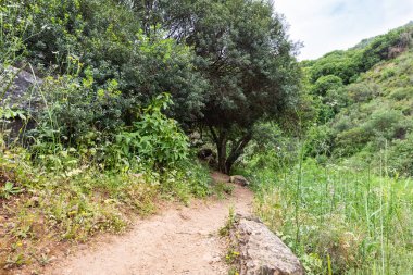 İsrail 'in kuzeyindeki hiç kurumayan sığ Tzalmon deresinin kıyısındaki ağaçların gölgesinde güzel bir patika uzanır.