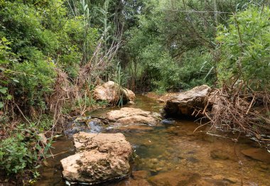 Yeşillik ve ağaçlarla kaplı sığ suların kıyıları İsrail 'in kuzeyindeki asla kurumayan Tsomon deresi.