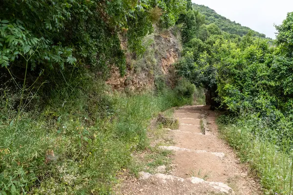 Yeşil ormandan geçerek İsrail 'in kuzeyindeki Tzalmon nehrine uzanan iyi bir patika.