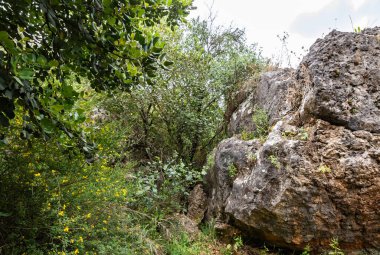 Bu patika kayalar ve ağaçlar arasında uzanır. Sığ suların kıyıları boyunca. İsrail 'in kuzeyindeki Tsomon deresinin altında kalmadan.
