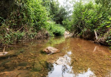 Yeşillik ve ağaçlarla kaplı sığ suların kıyıları kuzey İsrail 'de asla kurumayan Tsomon deresi.