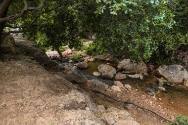 Yeşillik ve ağaçlarla kaplı sığ suların kıyıları İsrail 'in kuzeyindeki Tsomon deresini asla kurutmaz.