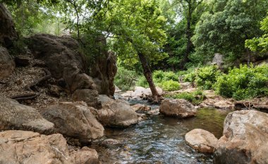 Yeşillik ve ağaçlarla kaplı sığ kıyılar Kuzey İsrail 'de asla kurumayan Tsomon deresi