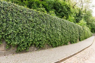 Çek Cumhuriyeti 'nin Vysehrad Prag bölgesindeki bir halk parkında sarmaşıkla kaplı duvar