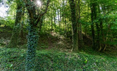 Prag 'dan bir saat uzaklıktaki Cesky Sternberk şatosunun yakınındaki ormandaki yeşillik ve ağaçlarla kaplı büyük tepe.