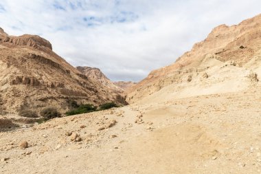 İsrail 'in güneyindeki Ölü Deniz yakınlarındaki Arugot Akımı Doğa Koruma Alanı' nın eşsiz ihtişamı.