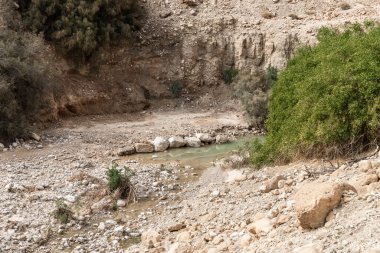 İsrail 'in güneyindeki Ölü Deniz yakınlarındaki Arugot Doğal Akımı' nın eşsiz ihtişamı.