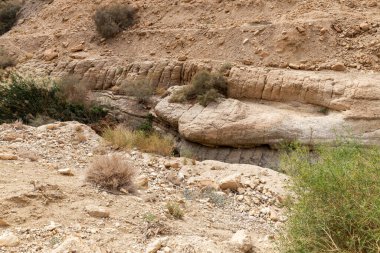 İsrail 'in güneyindeki Ölü Deniz yakınlarındaki Arugot Akımı Doğa Koruma Alanı' nın eşsiz ihtişamı.