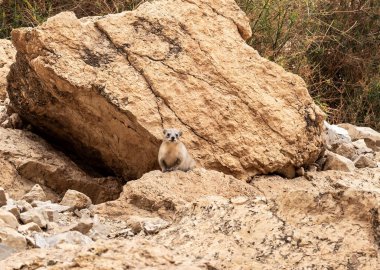 Cape Hyrax dağ tavşanı Procavia capensis İsrail 'in güneyindeki Ölü Deniz yakınlarındaki Arugot Akımı Doğa Koruma Alanı' nda kayanın üzerinde bulunuyor.