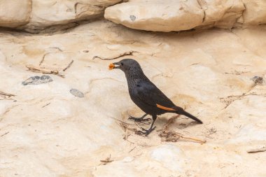 Uzun kuyruklu Starling Onychognathus tristramii Maina, İsrail 'in güneyindeki Ölü Deniz' e yakın Arugot Akımı Doğa Koruma Alanı 'ndaki kayanın üzerinde oturuyor.