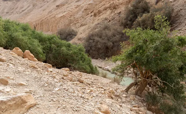 İsrail 'in güneyindeki Ölü Deniz yakınlarındaki Arugot Akımı Doğa Koruma Alanı' nın eşsiz ihtişamı.