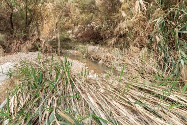 İsrail 'in güneyinde, Ölü Deniz yakınlarındaki Arugot Irmağı Doğa Koruma Alanı' ndaki hızlı akan dağ deresi.
