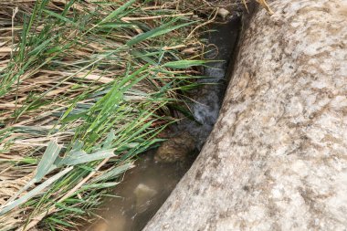 İsrail 'in güneyindeki Ölü Deniz' in yakınındaki Arugot Akıntısı Doğa Koruma Alanı 'ndaki hızlı akan dağ deresi.
