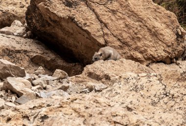 Cape Hyrax dağ tavşanı Procavia capensis Güney İsrail 'deki Ölü Deniz yakınlarındaki Arugot Akıntısı Doğa Koruma Alanı' nda taşları kemiriyor