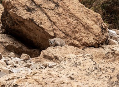 Cape Hyrax dağ tavşanı Procavia capensis İsrail 'in güneyindeki Ölü Deniz yakınlarındaki Arugot Akımı Doğa Koruma Alanı' ndaki kayanın üzerinde bulunuyor.