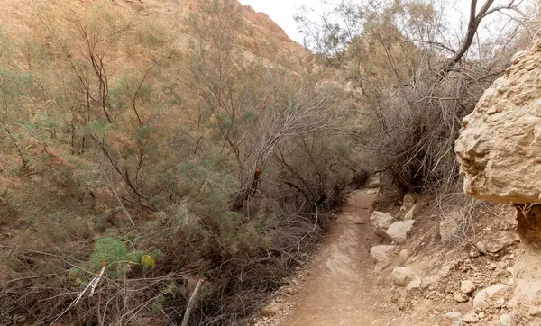 İsrail 'in güneyinde Ölü Deniz yakınlarındaki Arugot Akıntısı Doğa Koruma Alanı' ndan geçen yol.