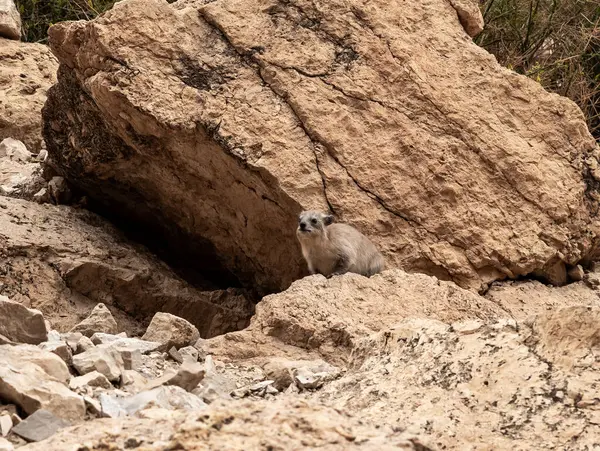 Cape Hyrax dağ tavşanı Procavia capensis İsrail 'in güneyindeki Ölü Deniz yakınlarındaki Arugot Akıntısı Doğa Rezervi' nde kayanın üzerinde duruyor.