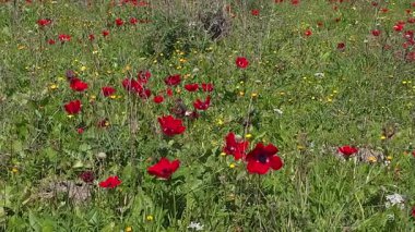 İsrail 'in kuzeyindeki Hashofet Akımı Doğa Koruma Alanı' nda birçok kırmızı şakayık büyük yeşil bir çayırda yetişir.