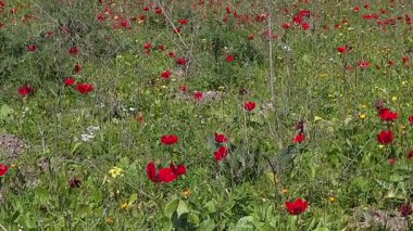 İsrail 'in kuzeyindeki Hashofet Akımı Doğa Koruma Alanı' ndaki büyük yeşil çayırlarda birçok kırmızı şakayık yetişir.