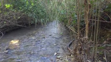 Hızlı ve sığ akarsu İsrail 'in kuzeyindeki Hashofet Irmağı Doğa Koruma Alanı' ndan akıyor.