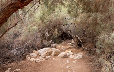 İsrail 'in güneyindeki Ölü Deniz' in yakınındaki Arugot Akıntısı Doğa Koruma Alanı 'ndan geçen yol.