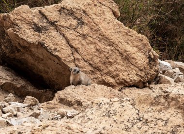 Cape Hyrax dağ tavşanı Procavia capensis İsrail 'in güneyindeki Ölü Deniz' in yakınlarındaki Arugot Akımı Doğa Koruma Alanı 'nda kayanın üzerinde bulunuyor.