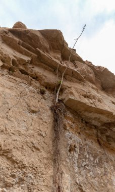 Yalnız ağacın kökleri kayaya takıldı ve İsrail 'in güneyindeki Ölü Deniz yakınlarındaki Arugot Akıntısı' nda yetişiyor.