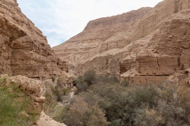 İsrail 'in güneyindeki Ölü Deniz yakınlarındaki Arugot Akımı Doğa Koruma Alanı' nın eşsiz ihtişamı.