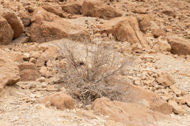 Kuru alçak çalı, İsrail 'in güneyindeki Ölü Deniz' in yakınındaki Arugot Deresi 'nin doğa rezervinde çölde yetişiyor.