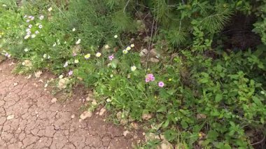 İsrail 'in kuzeyindeki Hayfa yakınlarındaki Karmel Dağı Ulusal Parkı' nda Shokef Dağı 'nın kenarında birçok çim çiçeği ve yeşil çalı yetişir.