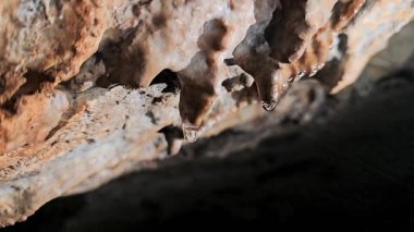 İsrail 'in kuzeyindeki Hayfa yakınlarındaki Mount Carmel Ulusal Parkı' nda Shokef Dağı 'nın bir tarafında birçok çimen ve yeşil çalı yetişir.