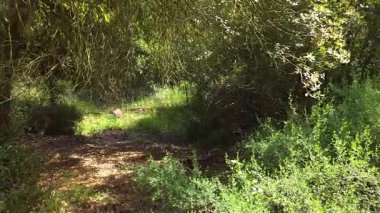 İsrail 'in kuzeyindeki Hayfa yakınlarındaki Mount Carmel Ulusal Parkı' ndaki Shokef Dağı 'nda birçok bahar yeşilliği var.