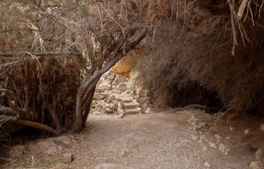 İsrail 'in güneyindeki Ölü Deniz yakınlarındaki Arugot Irmağı Doğa Koruma Alanı' nda çalılar ve ağaçlarla kaplı bir geçit.
