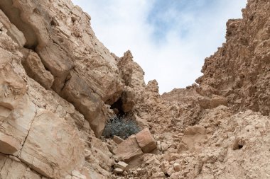 İsrail 'in güneyindeki Ölü Deniz' in yakınlarındaki Arugot Irmağı Doğa Koruma Alanı 'nın eşsiz ihtişamı.