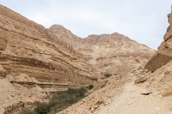 İsrail 'in güneyindeki Ölü Deniz' in yakınındaki Arugot Irmağı Doğa Koruma Alanı 'nın eşsiz ihtişamı.
