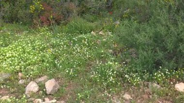İsrail 'in kuzeyindeki Hayfa yakınlarındaki Mount Carmel Ulusal Parkı' nda Shokef Dağı 'nın kenarında bir sürü çimen ve yeşil çalı yetişir.