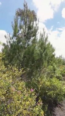 İsrail 'in kuzeyindeki Hayfa yakınlarındaki Karmel Dağı Ulusal Parkı' ndaki Shokef Dağı 'nın eşsiz doğal güzelliği.