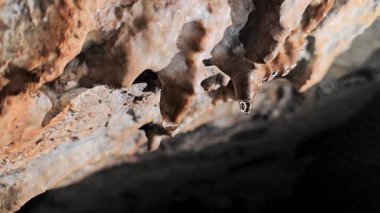 Kuzey İsrail 'deki Hayfa yakınlarındaki Carmel Dağı Ulusal Parkı' ndaki Parmak Mağarası 'ndaki sarkıttan düşüş gerçekleşti.