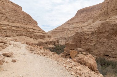 İsrail 'in güneyindeki Ölü Deniz yakınlarındaki Arugot Irmağı Doğa Koruma Alanı' nın eşsiz ihtişamı.