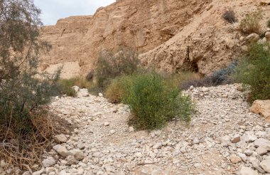 İsrail 'in güneyindeki Ölü Deniz yakınlarındaki Arugot Doğal Akımı' nın olağanüstü ihtişamı.