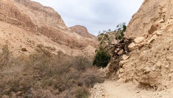 İsrail 'in güneyindeki Ölü Deniz' in yakınlarındaki Arugot Akıntısı Doğa Koruma Alanı 'ndaki kayalıklarda yalnız ve kuru bir ağaç yetişiyor.