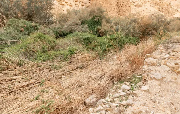 İsrail 'in güneyindeki Ölü Deniz' in yakınlarındaki Arugot Irmağı Doğa Koruma Alanı 'nın olağanüstü ihtişamı.