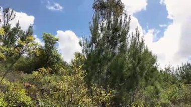 İsrail 'in kuzeyindeki Hayfa yakınlarındaki Karmel Dağı Ulusal Parkı' ndaki Shokef Dağı 'nın eşsiz doğal güzelliği.