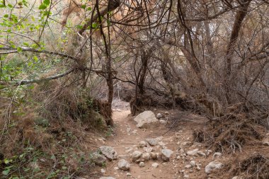 İsrail 'in güneyindeki Ölü Deniz' in yakınındaki Arugot Akımı Doğal Kaynakları 'ndaki tırmanma tesisleriyle kaplanmış yol.