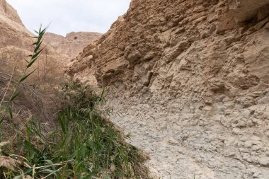 İsrail 'in güneyindeki Ölü Deniz' in yakınlarındaki Arugot Akımı Doğal Akımı 'nın olağanüstü ihtişamı.