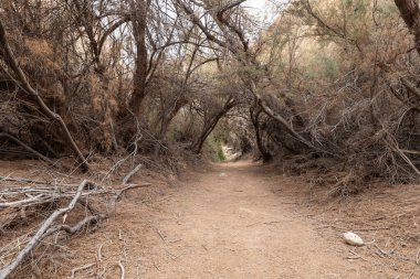 İsrail 'in güneyindeki Ölü Deniz' in yakınındaki Arugot Akımı Doğal Kaynakları 'nda bir tırmanma tesisi ile kaplanmış yol.