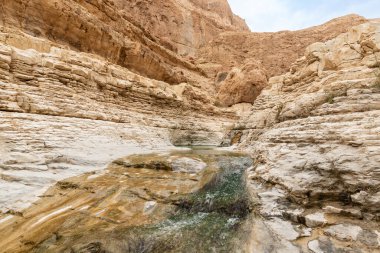 İsrail 'in güneyindeki Ölü Deniz' e yakın Arugot Irmağı Doğa Koruma Alanı 'nda sığ bir dere akıyor.